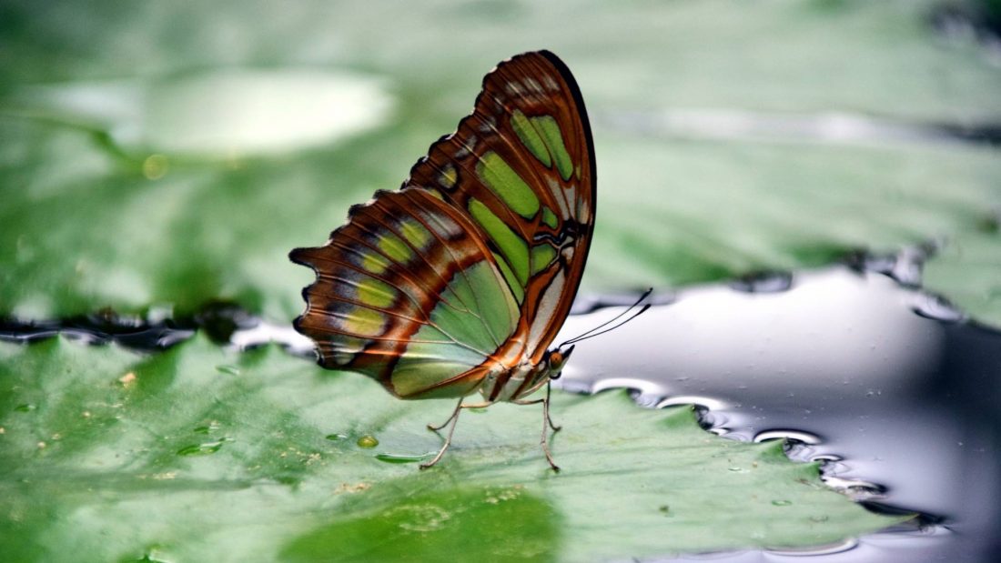 Butterfly-19